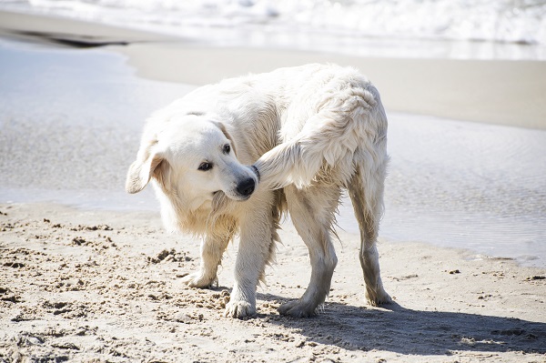 Cachorros podem ter TOC?