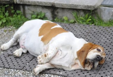 Expectativa de vida em cães castrados pode ter relação com condição corporal, segundo especialistas