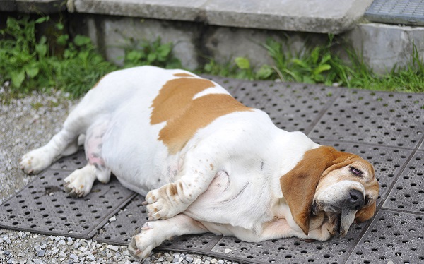 Expectativa de vida em cães castrados pode ter relação com condição corporal, segundo especialistas