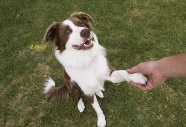Pesquisa diz que pets têm mais chances de serem canhotos que humanos
