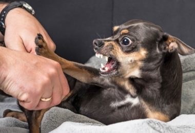 Entenda porque cães pequenos podem ser mais bravos do que os maiores