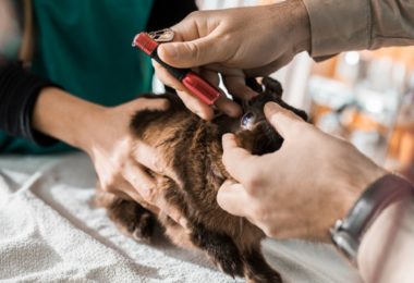 Saiba identificar uma situação de emergência em seu coelho