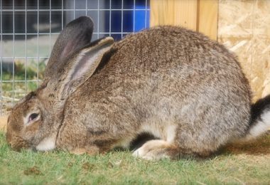 Como cuidar dos diferentes tipos de coelhos