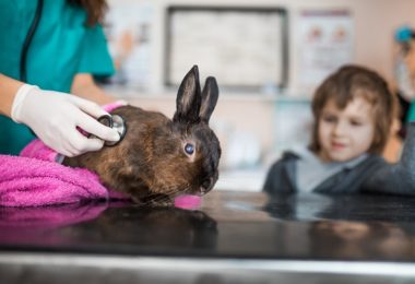 Exames de check-up que seu coelho deveria fazer todos os anos