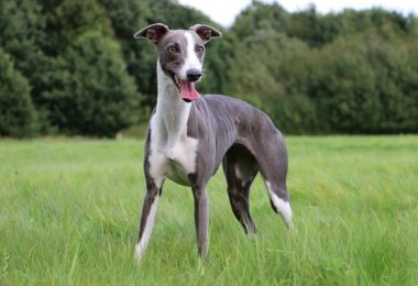 Saiba porque alguns cães, como os galgos, podem ser muito velozes