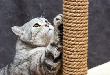Produtos para “gatificar” sua casa e deixar seu gato mais satisfeito