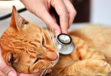 Exames de check-up que seu gato deveria fazer todos os anos