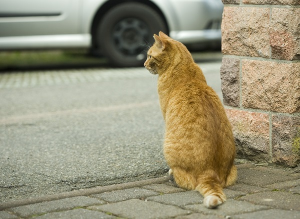 Por que alguns gatos costumam seguir humanos?
