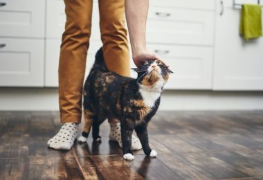 Por que alguns gatos costumam seguir humanos?