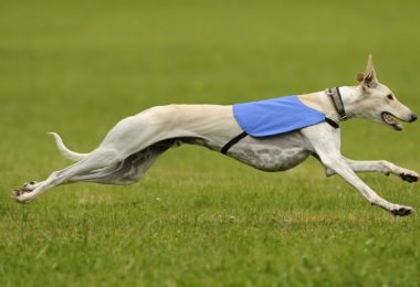 Conheça seis raças de cachorros que correm muito rápido