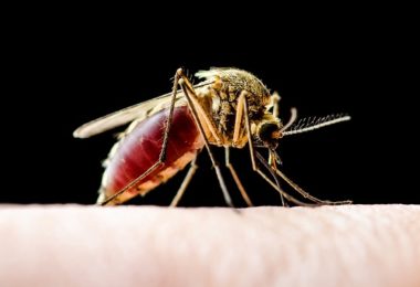 Saiba como prevenir seu pet da leishmaniose