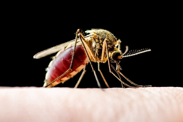 Saiba como prevenir seu pet da leishmaniose
