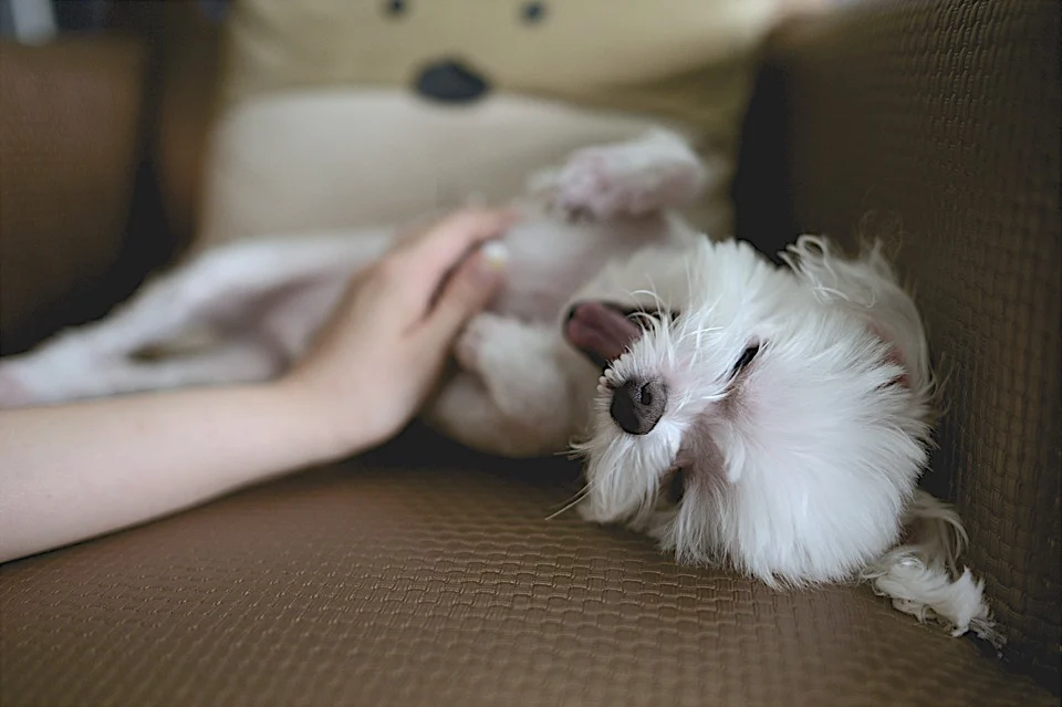Como lidar com a queda de pelo de cachorro?