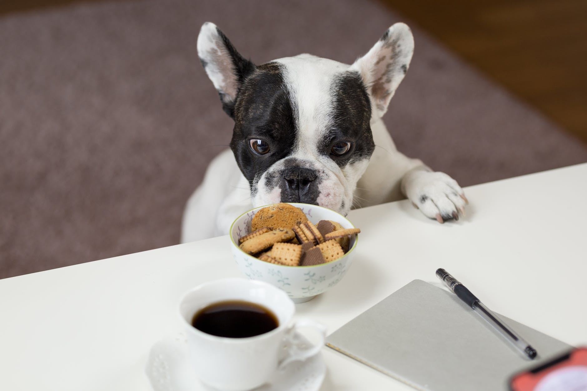Meu cachorro não quer comer. O que fazer?