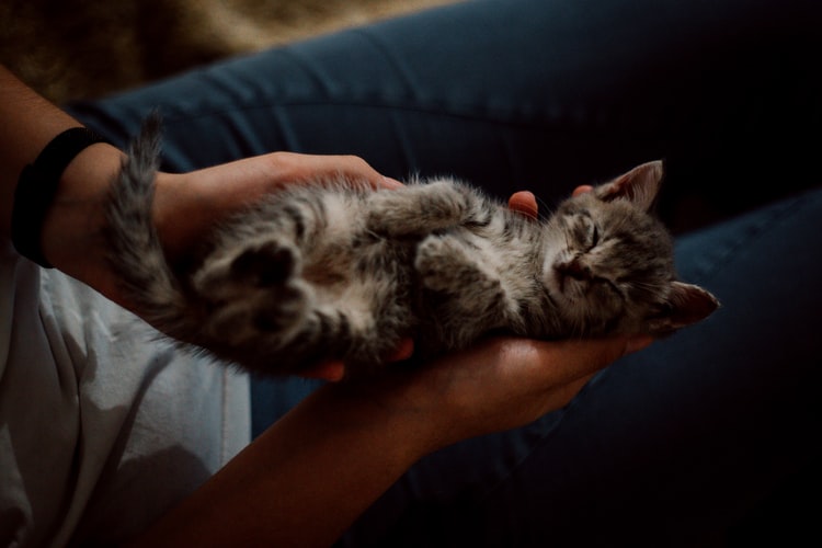 Quantos anos vive um gato? Conheça a vida dos bichanos!