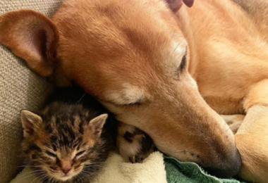 Cachorro cuida de filhotes de gato até que encontrem um lar