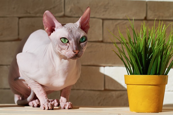 Quatro raças de gatos super sociáveis