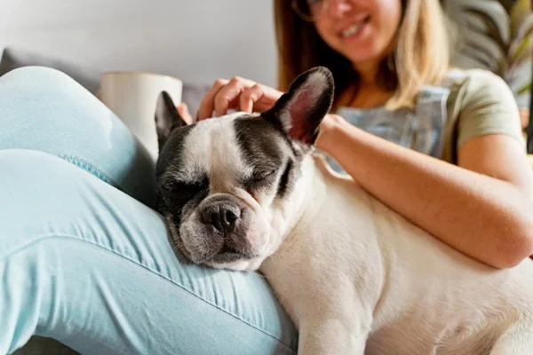 Buldogue Francês no colo