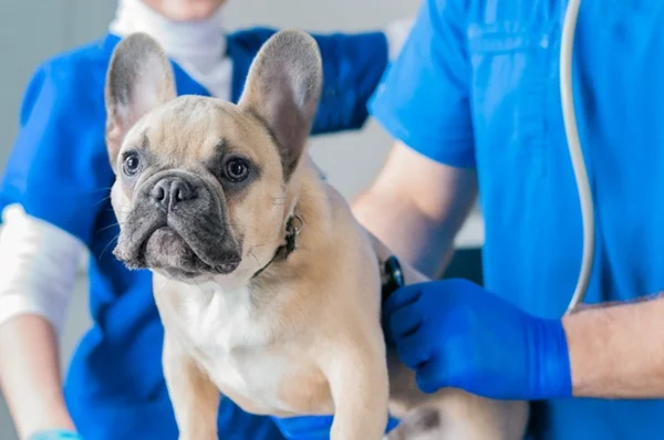 Buldogue FrancêsBuldogue Francês no veterinário.