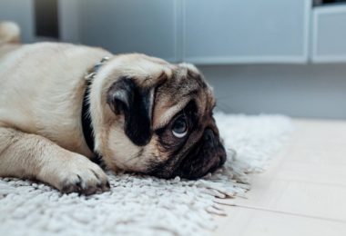 Entenda porque a punição não deve ser usada na educação dos pets