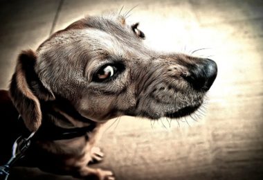 Ansiedade, medo e agressividade em cães pode ter influência genética, diz estudo