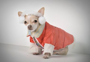Vetnil dá dicas de como cuidar dos pets no inverno