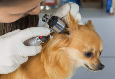 Como ajudar um cão a não ter medo do médico veterinário