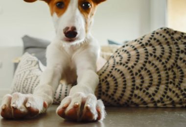 Por que os cachorros costumam arranhar a cama para deitar?