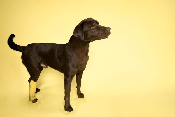 Sete formas de prevenir problemas articulares em cães