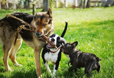 Cachorros conseguem perdoar e se reconciliar?