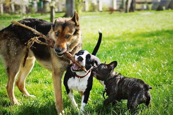 Cachorros conseguem perdoar e se reconciliar?