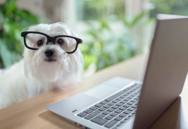 Como a inteligência dos cães costuma ser medida?