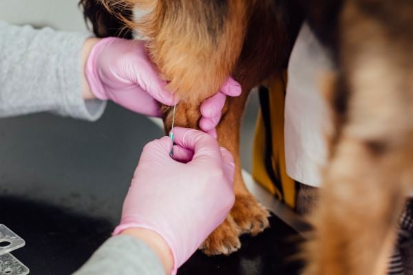 Vacinação em domicílio: seu pet bem cuidado sem precisar sair de casa!