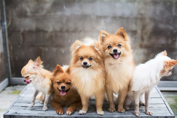 Conheça os 10 menores cachorros do mundo!