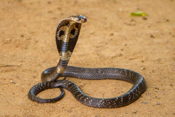 A cobra