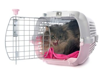 Como acostumar seu gato a ir ao médico veterinário sem estresse