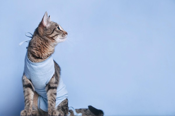 #Alegrianasuacasa – Castração felina