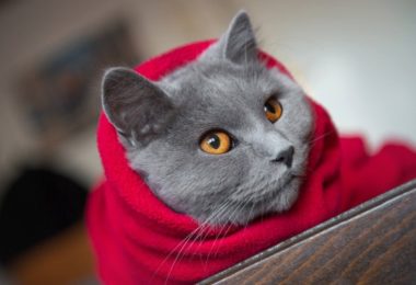 Cobertores e mantas para proteger o pet no inverno