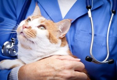 Veterinário em casa: descoberta de doença renal em gato