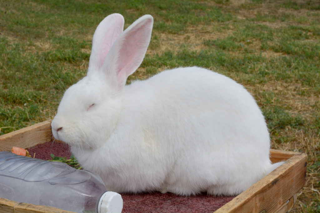 Gigante de Bouscat branco