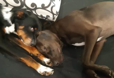 Veterinário em casa: cachorros receberam tratamento contra micose