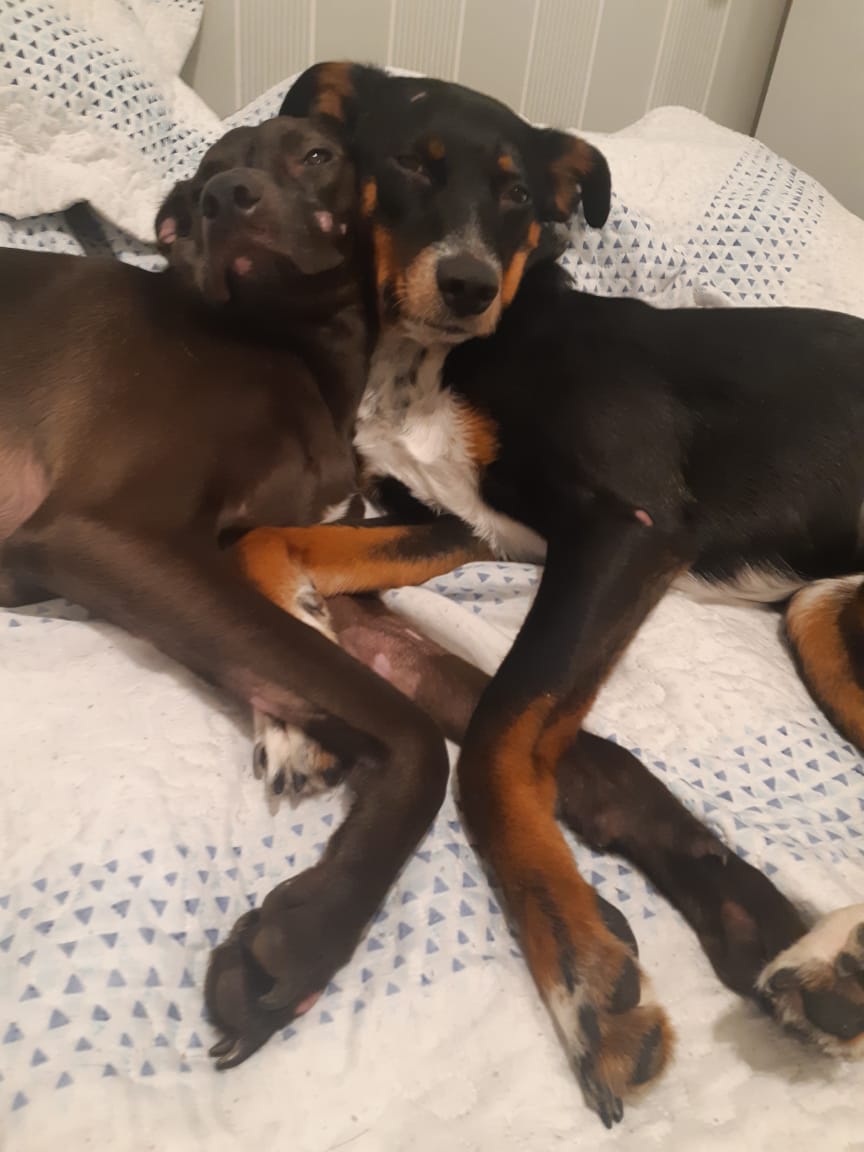 Hilo-Zoe-Petlove