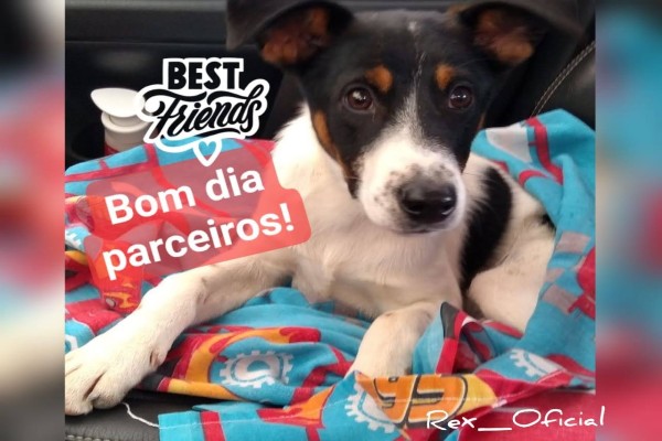 Policial rodoviário adota cachorro que não quis sair da viatura