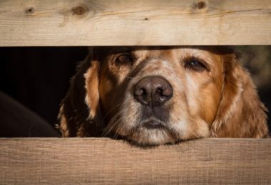 Veterinário em casa: atendimento à cadela com secreção nasal