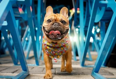 Buldogue Francês – Principais doenças