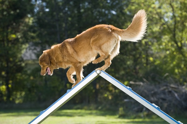 Cinco atividades para fazer com seu cachorro