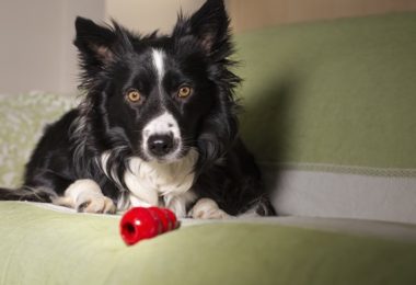 Saiba tirar o melhor proveito dos dispensers e comedouros lentos para pets