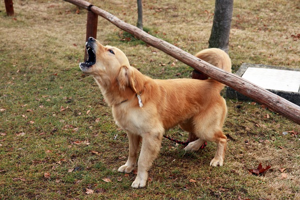Como fazer um cachorro parar de latir de maneira excessiva