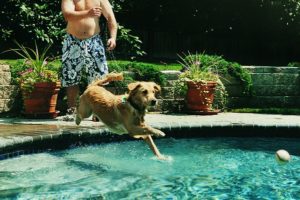 cachorro pulando em uma piscina