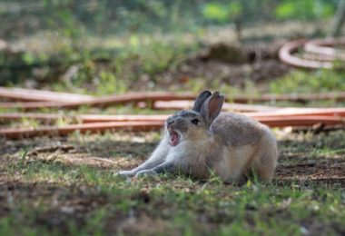 Como melhorar o comportamentos dos coelhos
